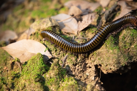 millipede