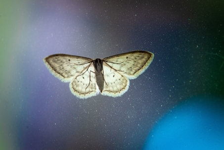 moth