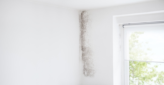 mold in wall